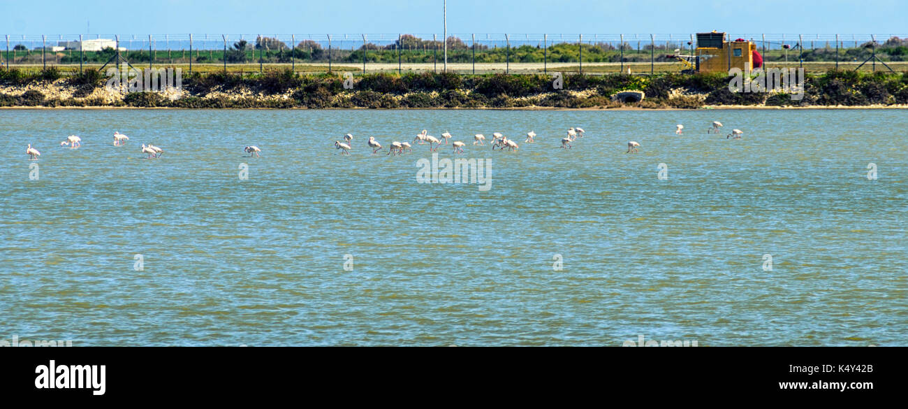 Flamingo on the salt lake in Larnaca, Cyprus. Stock Photo