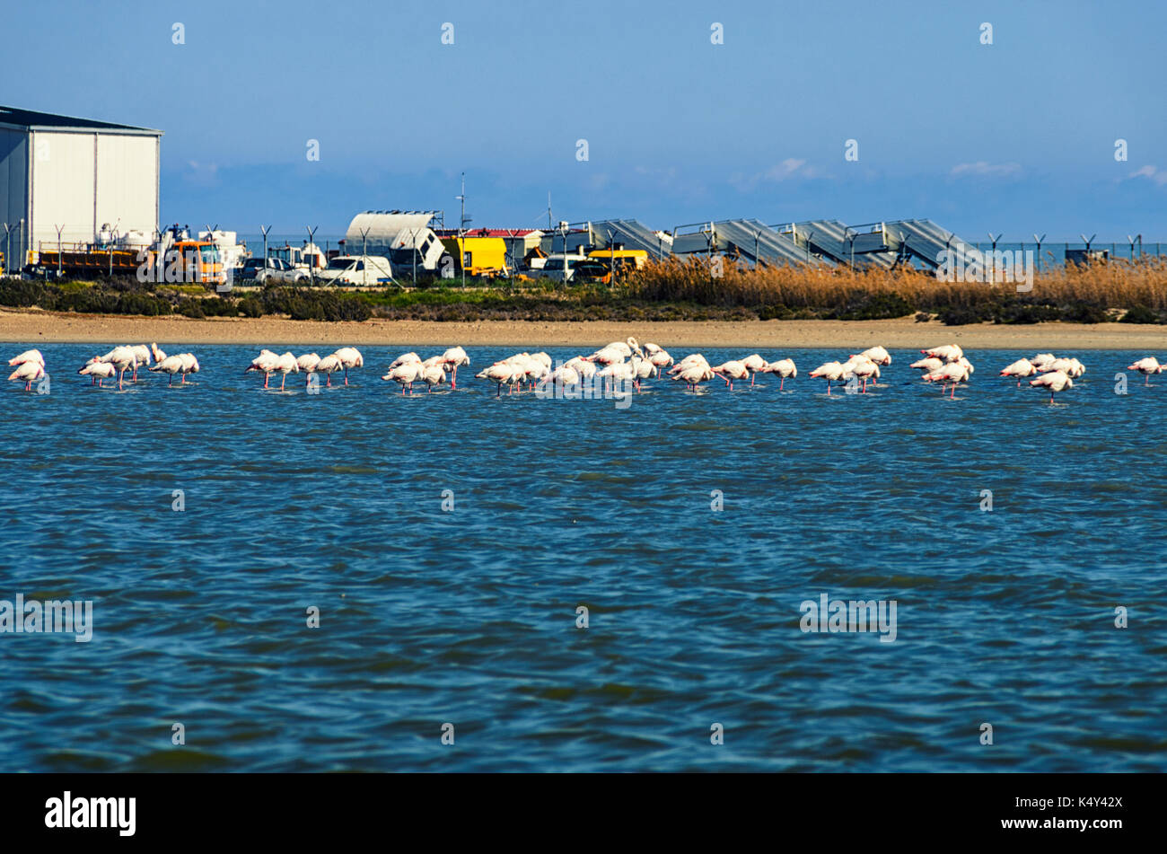 Flamingo on the salt lake in Larnaca, Cyprus. Stock Photo