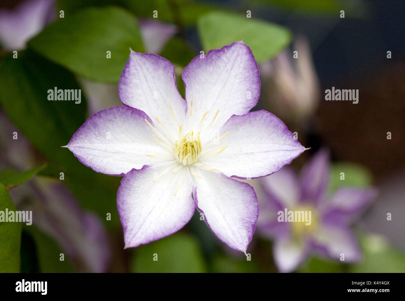 Clematis 'Lucky Charm' flowers. Stock Photo