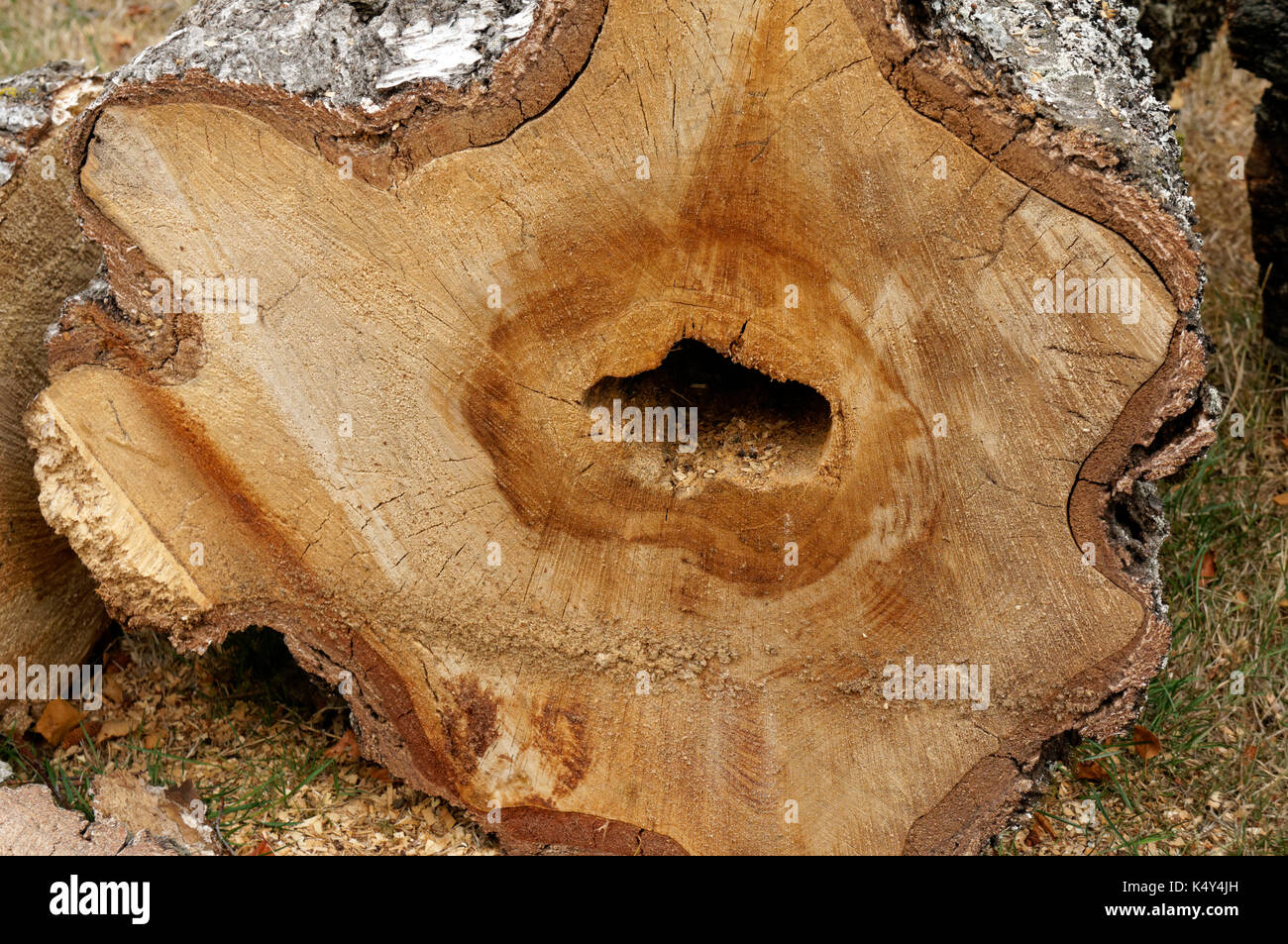 Cross-section of trunk of a European white birch Betula pendula tree showing heart- rot fungal disease, Vancouver, BC, Canada Stock Photo