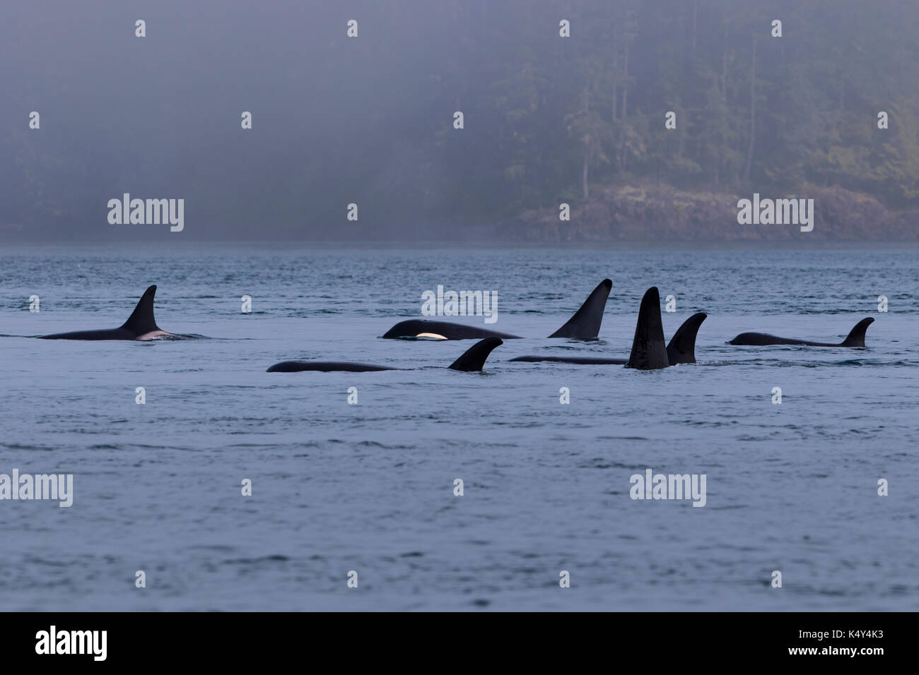 Northern resident killer whales in resting line in front of Plumper Islands off Vancouver Island, British Columbi, Canada, Stock Photo