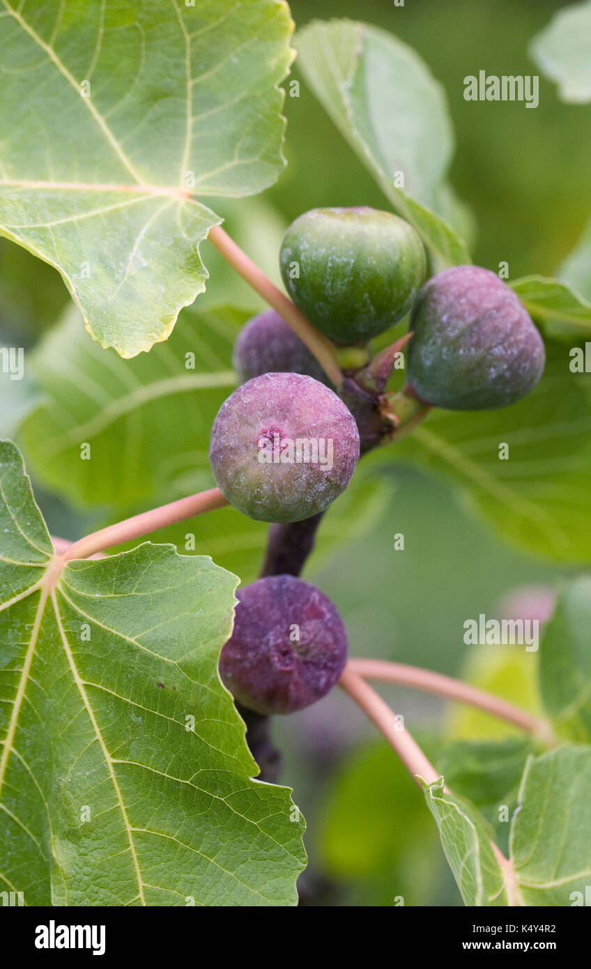 Ficus carica. Fig 'Violette Dauphine' fruit. Stock Photo