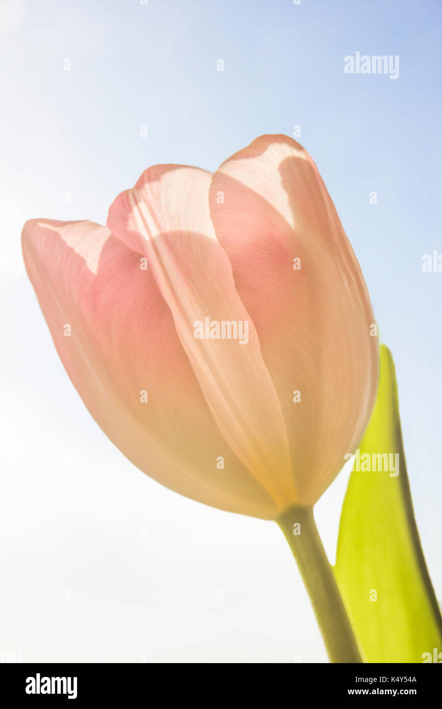 Single pink tulip on sky background Stock Photo - Alamy