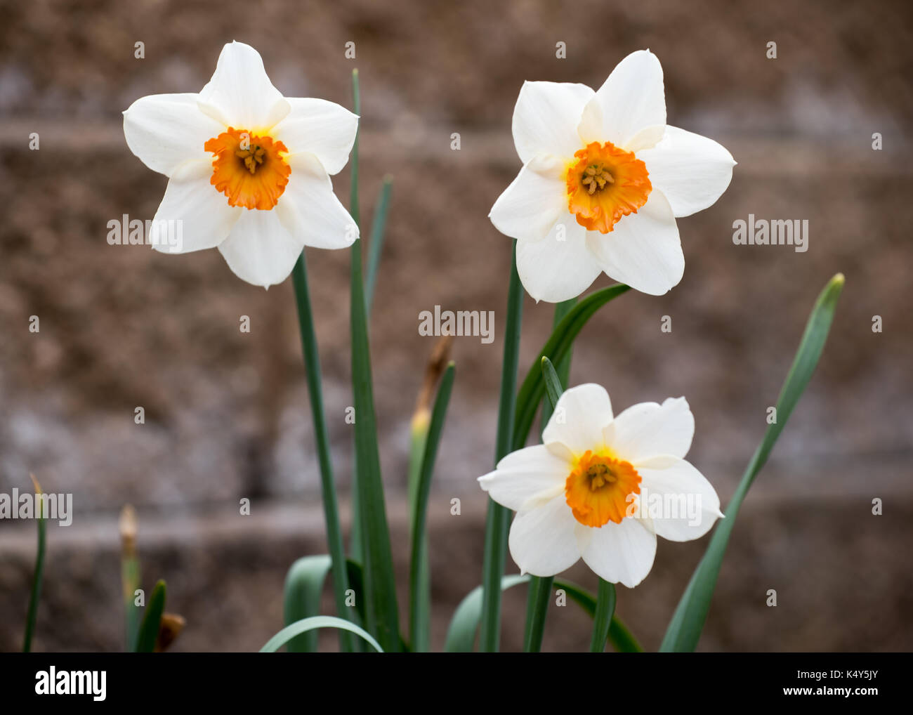 White and Orange Daffodils Stand Out against a Stone Wall Stock Photo