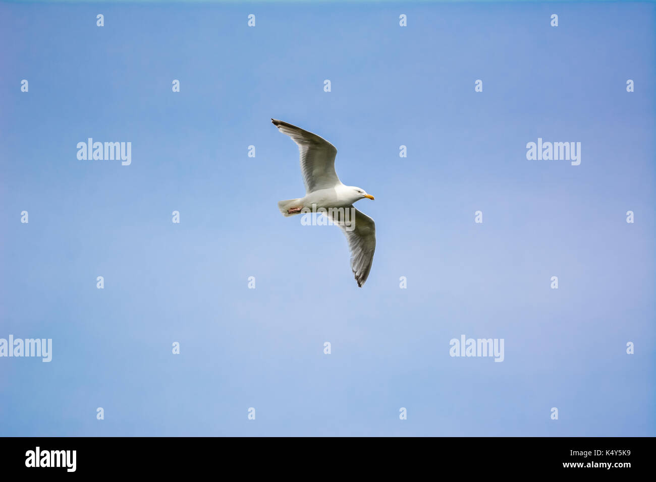 Seagull flying in the blue sky in Dyrholaey, Iceland on summer day. Stock Photo