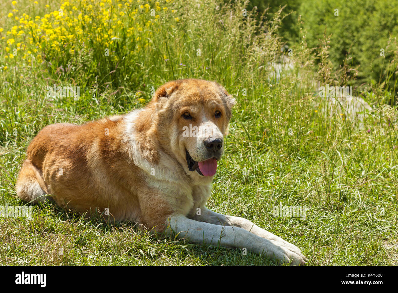 Caucasian sheep dog for the guard of cattle in village Ushguli.