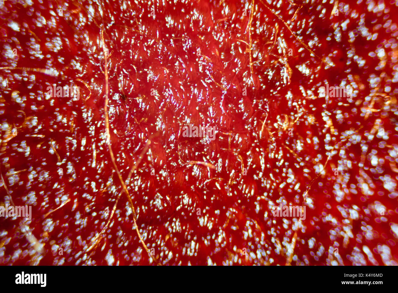 Microscope image of violet flower petal cells Stock Photo