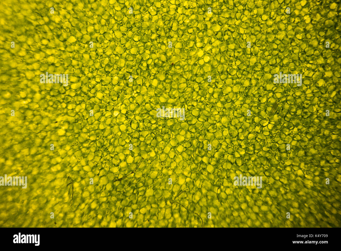 Leaf cells under microscope. micrograph, leaf under a microscope, organ-producing oxygen and carbon dioxide, the process of photosynthesis Stock Photo