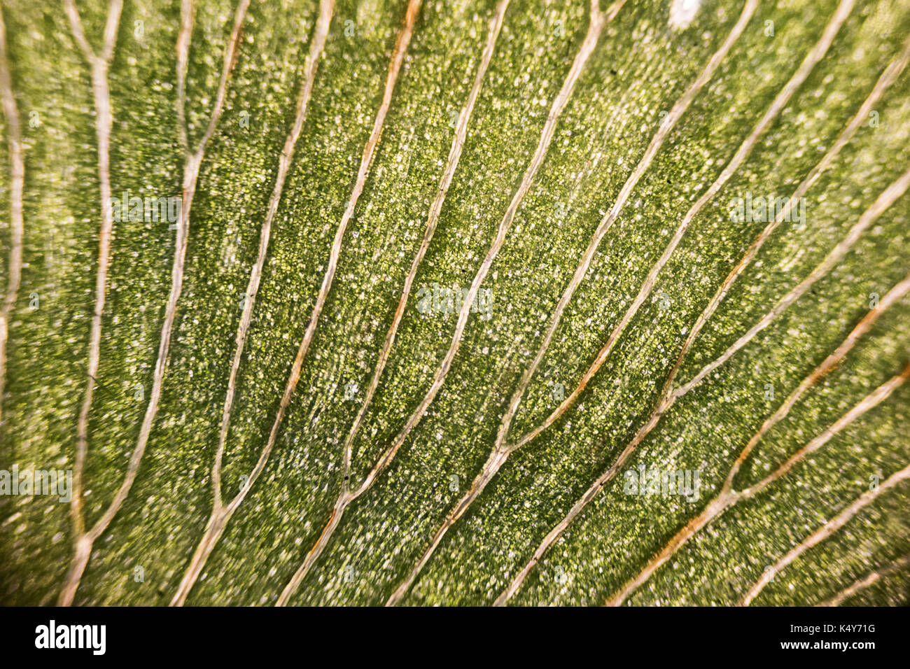 Leaf cells under microscope. micrograph, leaf under a microscope, organ-producing oxygen and carbon dioxide, the process of photosynthesis Stock Photo