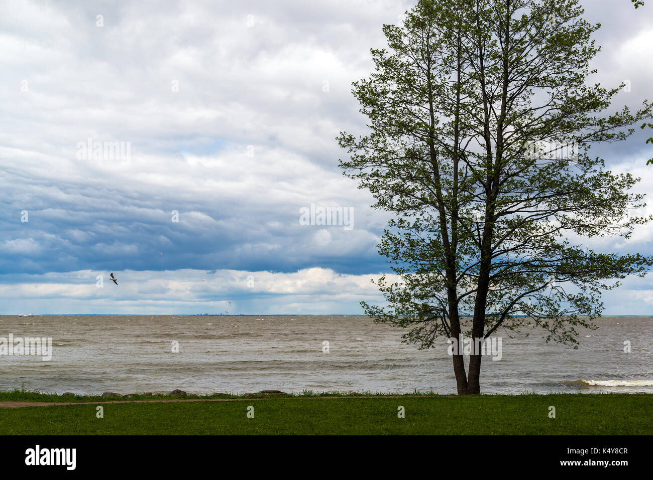 shore of Gulf of Finland during a bad weather in Peterhof, Russia Stock Photo