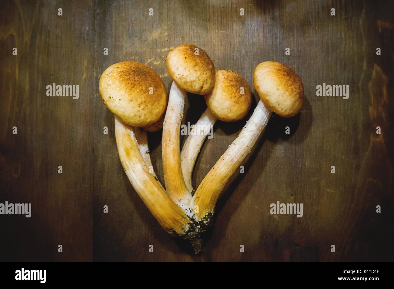 Honey fungus, or Armillaria is a genus of parasitic fungi that live on trees and woody shrubs. harvest fresh wild mushrooms. Armillaria autumn. Stock Photo