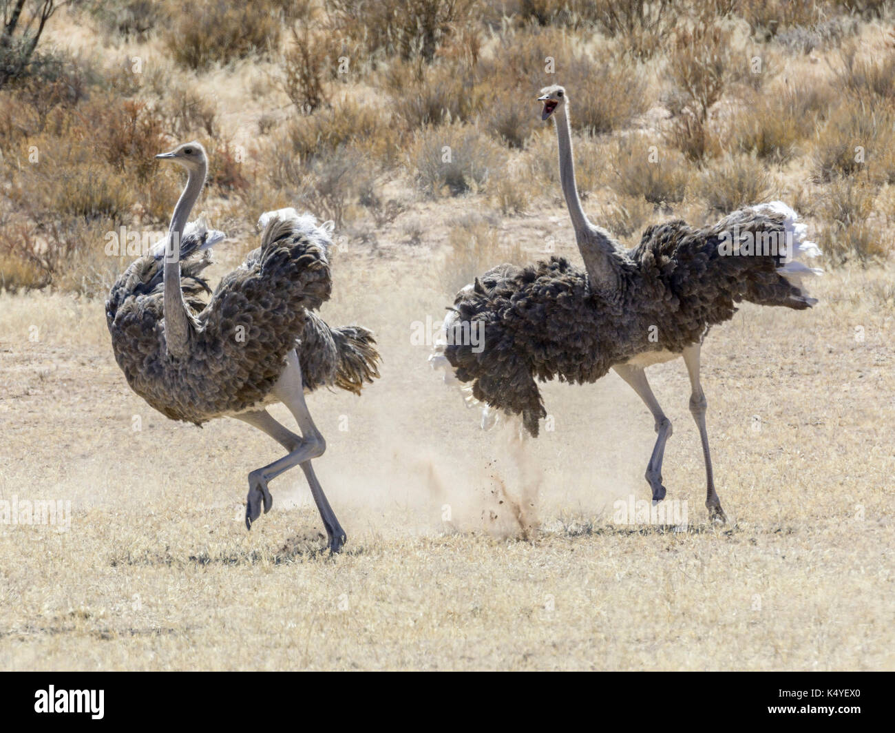 Ostriches (Struthio camelus) chasing each other, Kgalagadi Transfrontier National Park, North Cape, South Africa Stock Photo