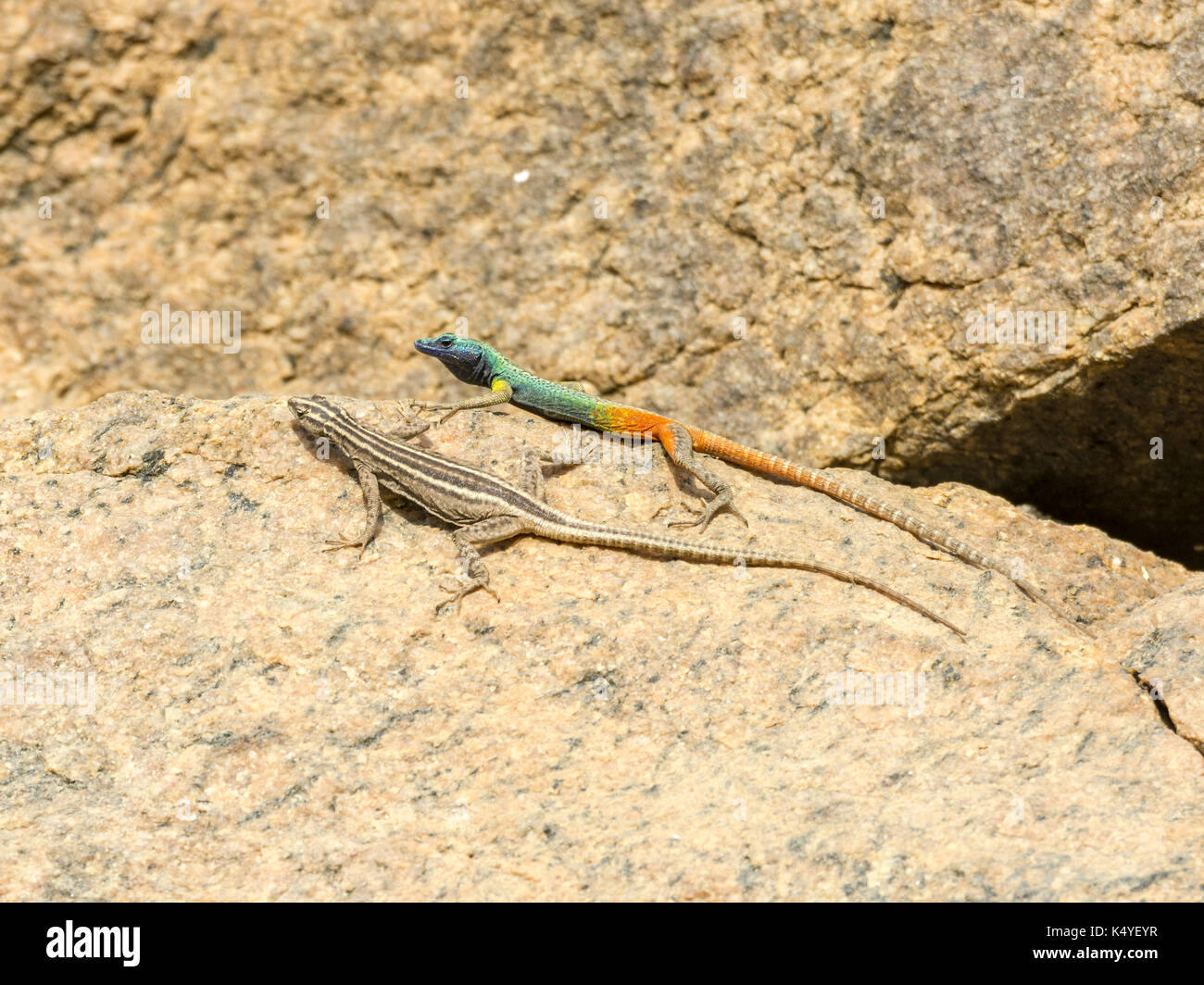 Augrabies flat lizard (Platysaurus broadleyi), Augrabies Falls NP, North Cape, South Africa Stock Photo