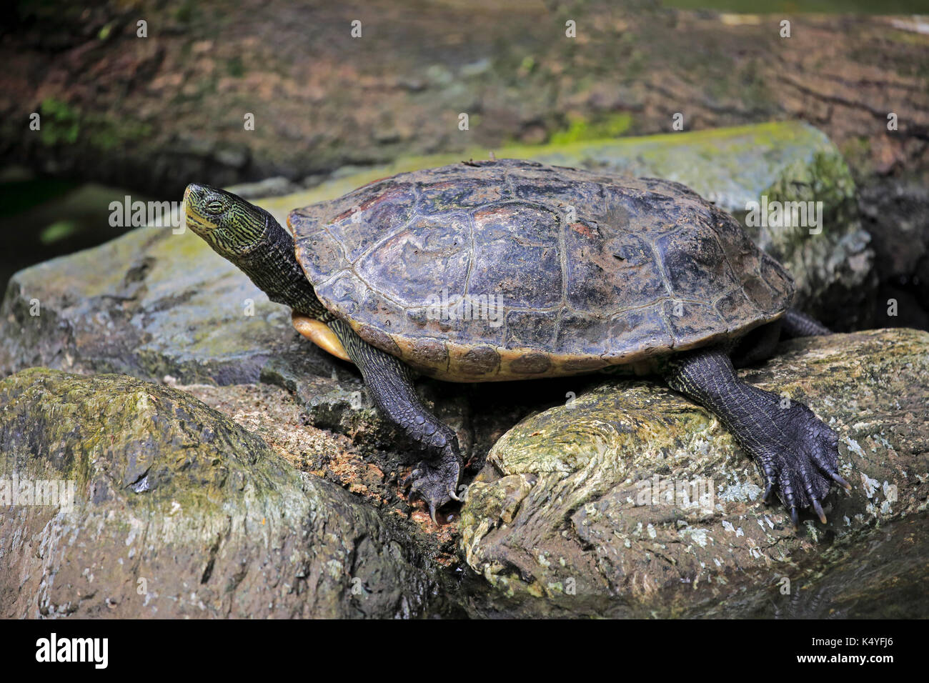 Chinese stripe-necked turtle (Ocadia sinensis), adult dormant, captive, native to China Stock Photo