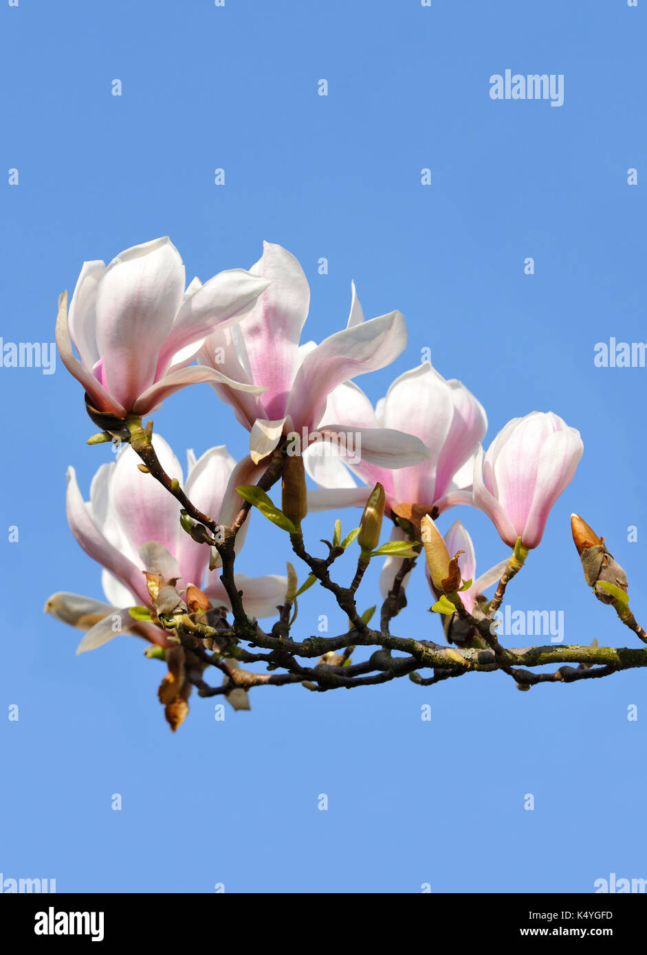 Chinese Magnolia (Magnolia x soulangeana) Amabilis cultural form, Baden Württemberg, Germany