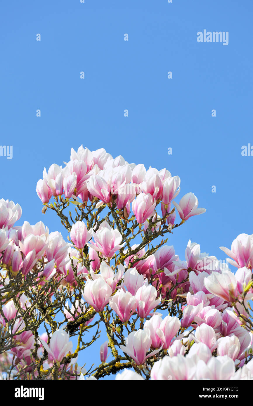 Chinese Magnolia (Magnolia x soulangeana) Amabilis cultural form, Baden Württemberg, Germany