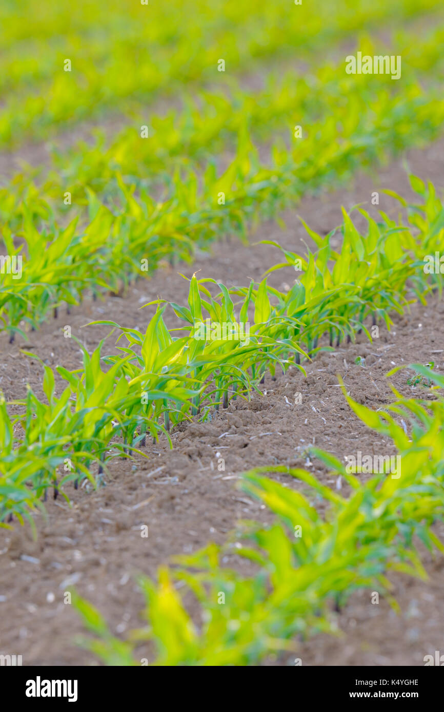 Young mais plants on a field, Baden-Württemberg, Germany Stock Photo