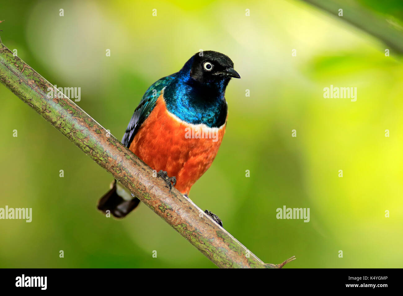 Superb starling (Lamprotornis superbus), adult on hold, captive,, Occurrence Africa Stock Photo