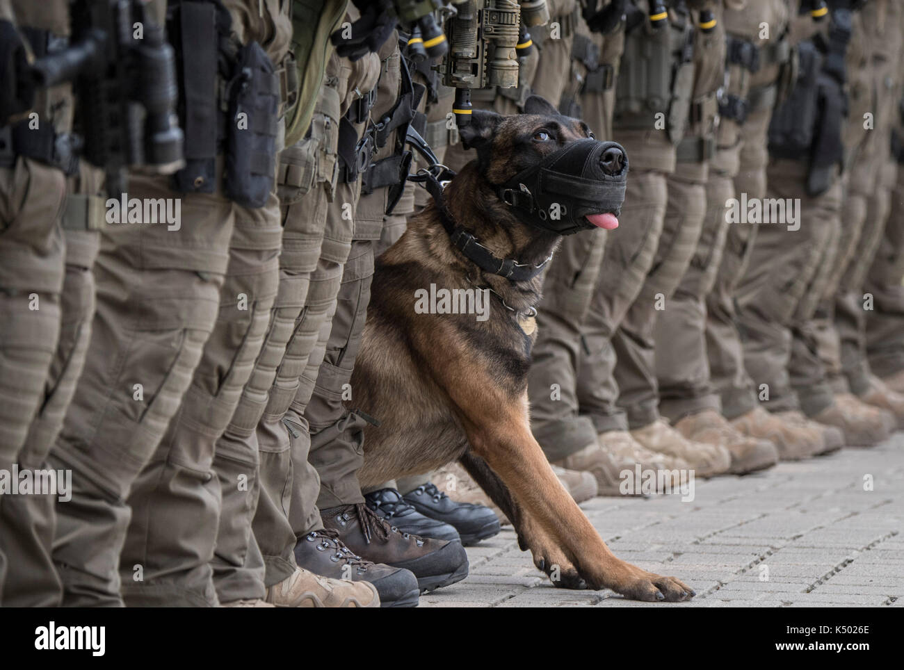 Frankfurt, Germany. 08th Sep, 2017. The police dog "Whiskey" stretches briefly during a drill of the elite police commando SEK in Frankfurt am Main, Germany, 8 September 2017. The dog is celebrating its second birthday, thus the temporary leniency. Dogs are considered the second most important "Operating resource". Photo: Boris Roessler/dpa Credit: dpa picture alliance/Alamy Live News Stock Photo