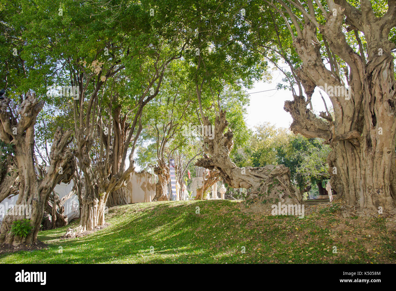 Odd shaped trees hires stock photography and images Alamy