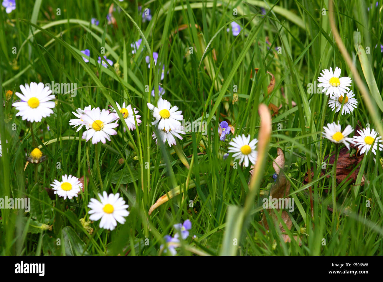 Daisies growing a field Stock Photo