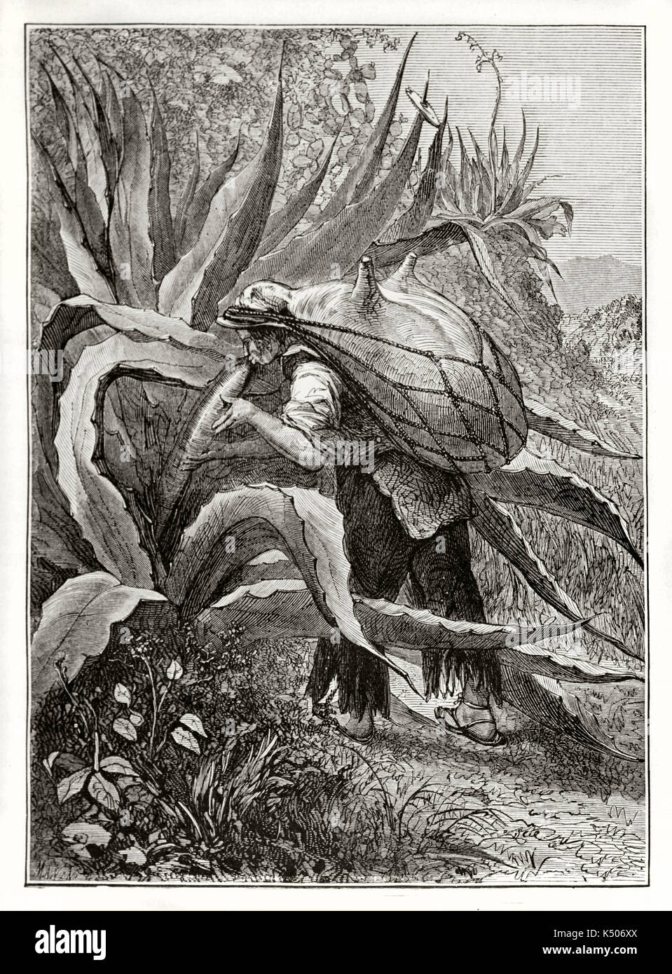 Old illustration of Mexican peasant sucking juice from maguey plant for pulque production. Created by Riou after previous engraving by unknown author published on Le Tour du Monde Paris 1862 Stock Photo