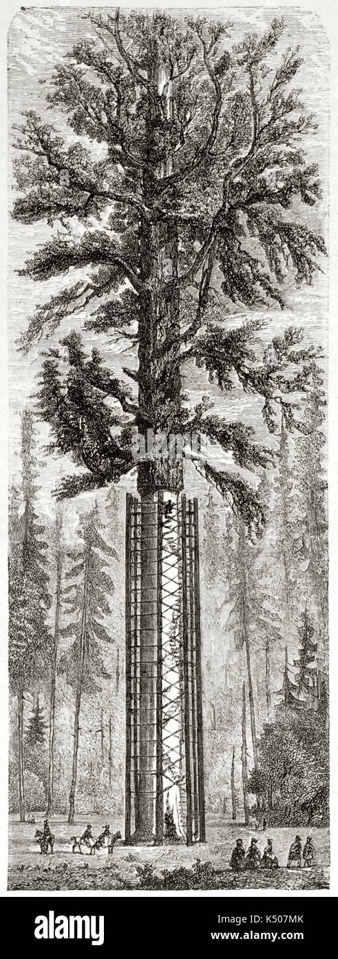 Old vertical illustration of a skinned sequoia tree known as the Father of the Forest. Created by Huet after previous engraving by unknown author, published on Le Tour du Monde, Paris, 1862 Stock Photo