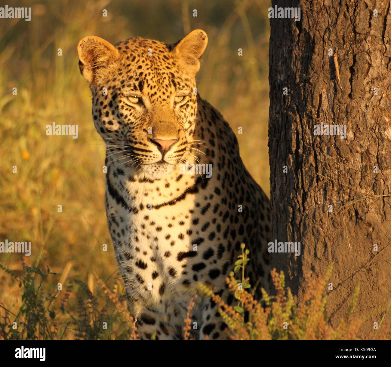 Leopard sitting next to a tree, Londolozi, South Africa Stock Photo - Alamy