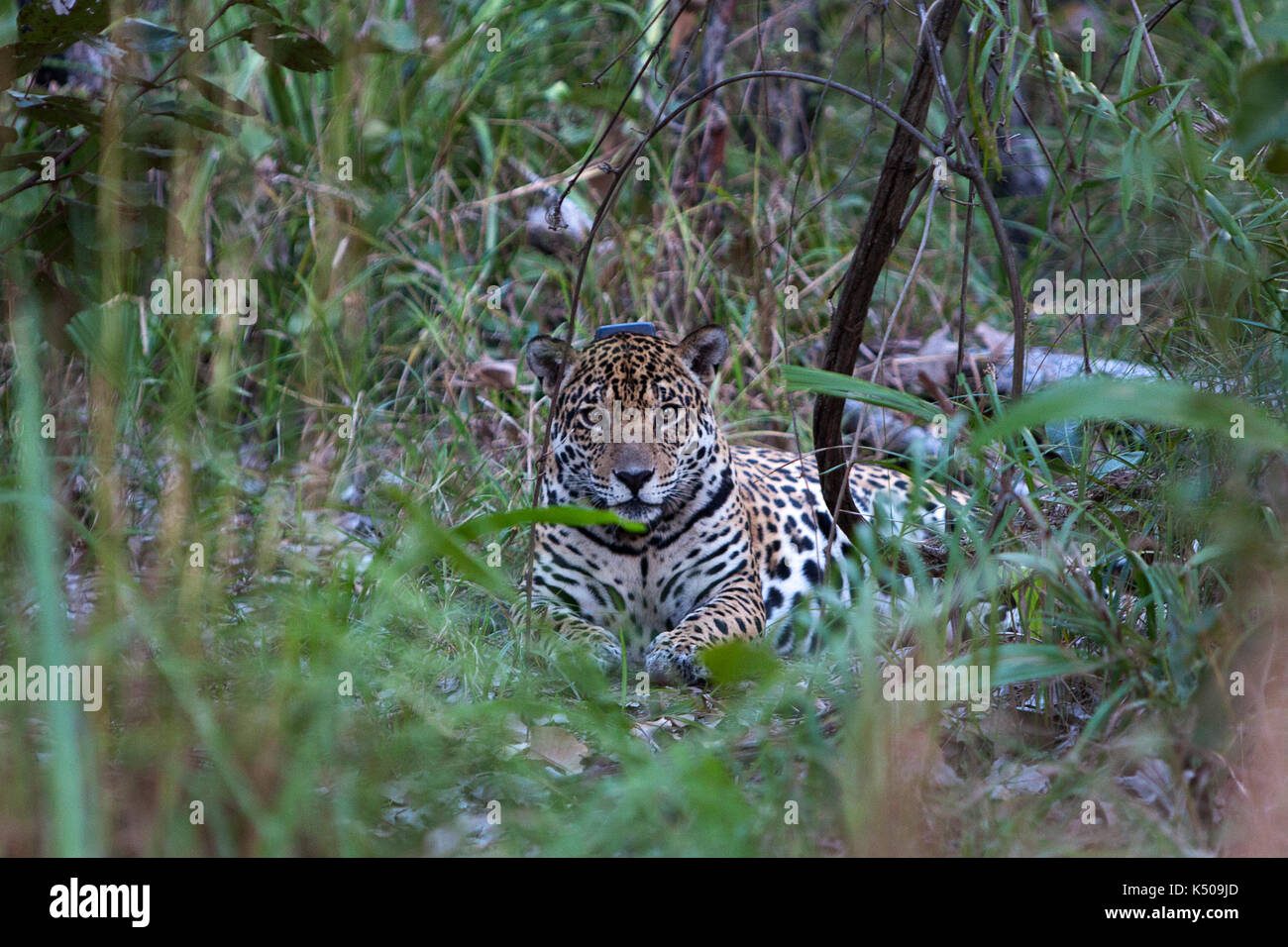 A female jaguar sitting down, Brazil Stock Photo