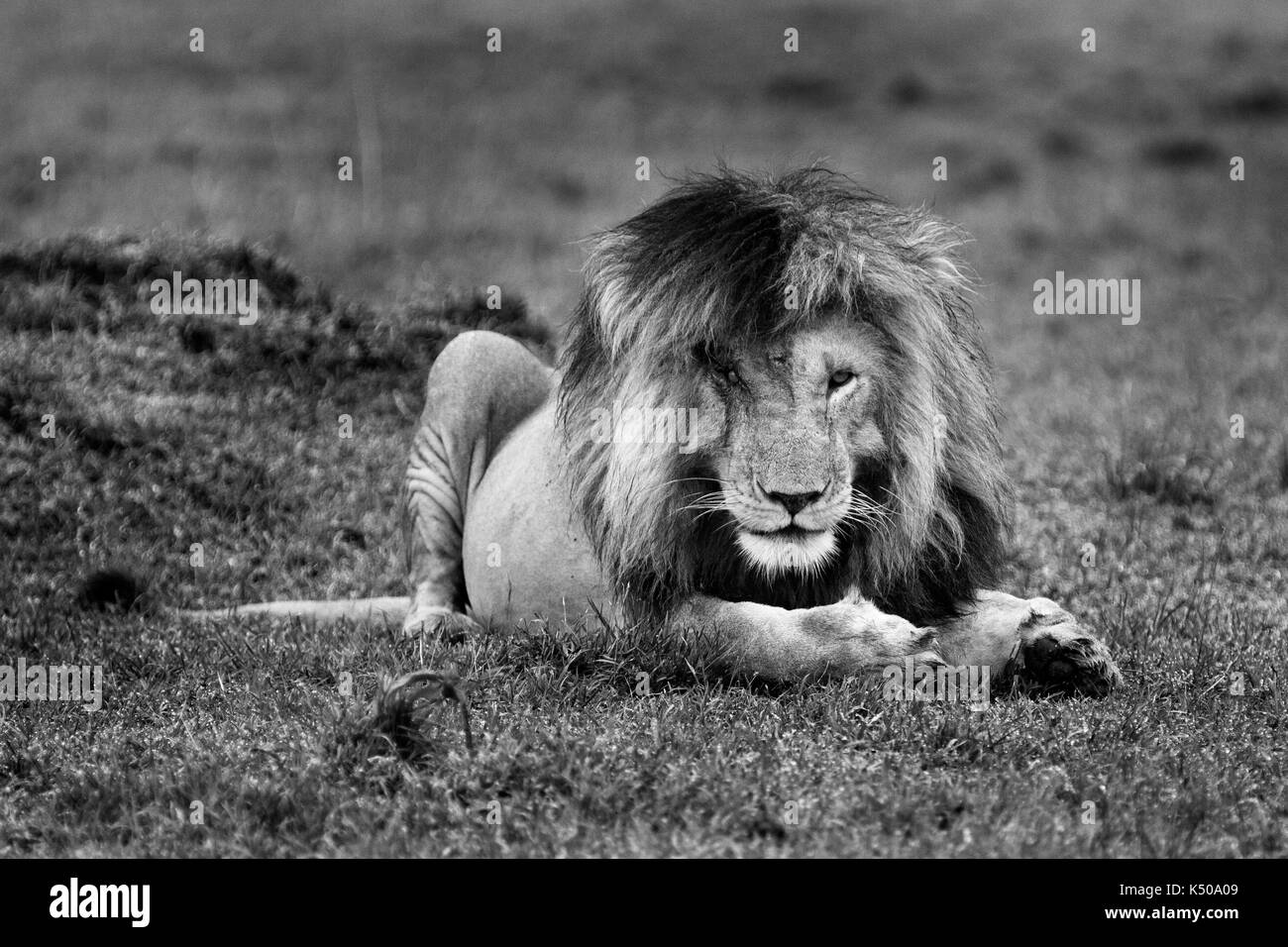 A male lion resting, Maasai Mara, Kenya Stock Photo