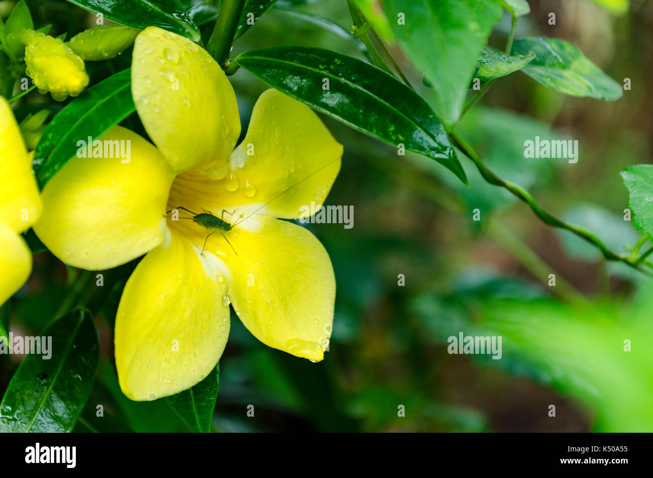 Grasshopper enjoying the freshness of a vibrant yellow flower awash with water drops right after the rains. Stock Photo