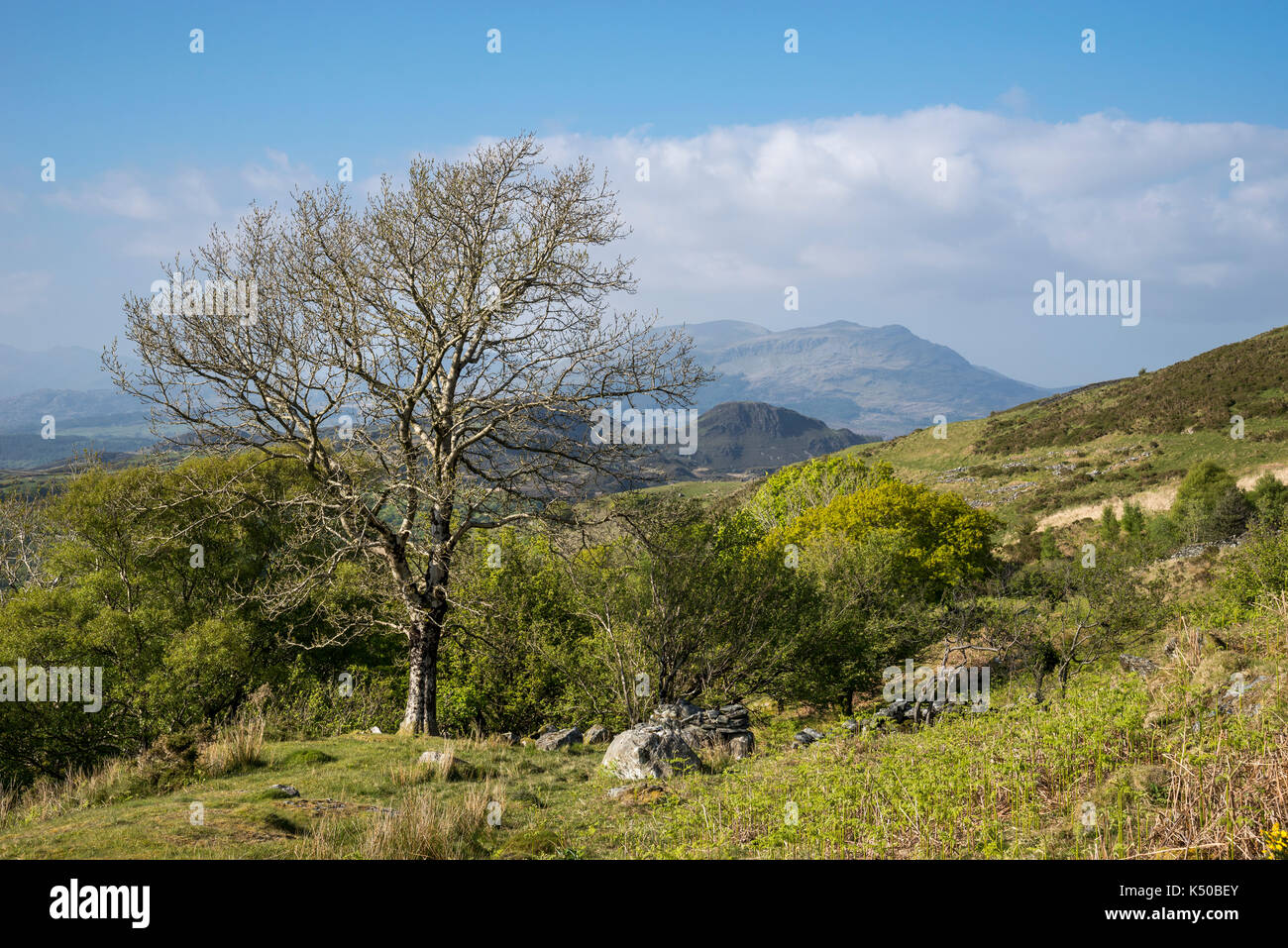 A sunny spring day in the hills at Llandecwyn near Harlech in North Wales. View of distant mountains. Stock Photo