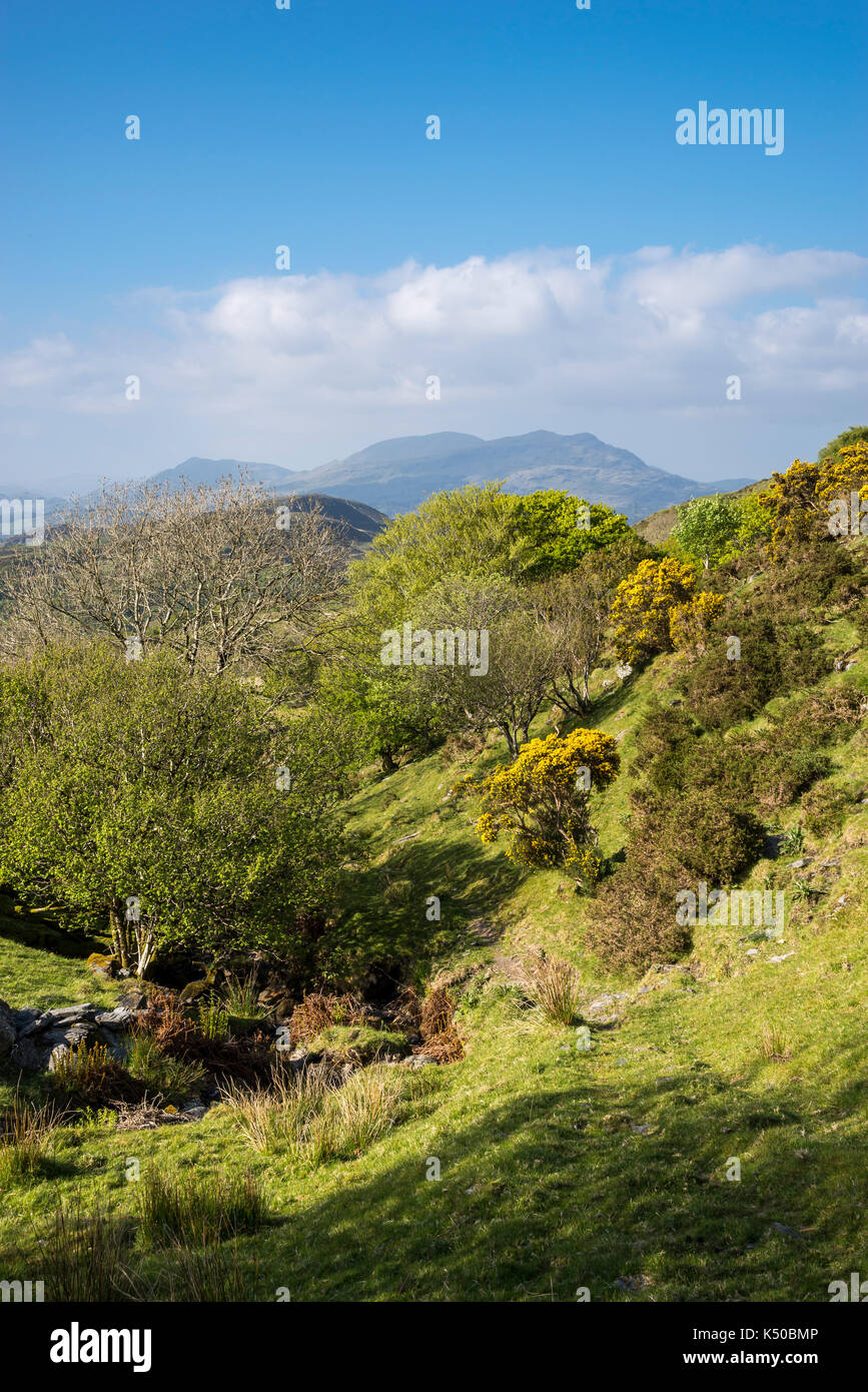 A sunny spring day in the hills at Llandecwyn near Harlech in North Wales. View of distant mountains. Stock Photo
