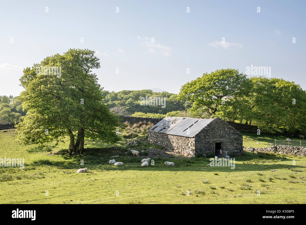 Old stone barn surrounded by sheep in the Welsh countryside near Harlech. Stock Photo