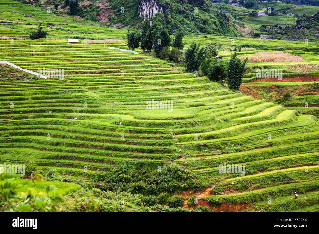 terraced green rice fields around Sa Pa, Vietnam Stock Photo - Alamy