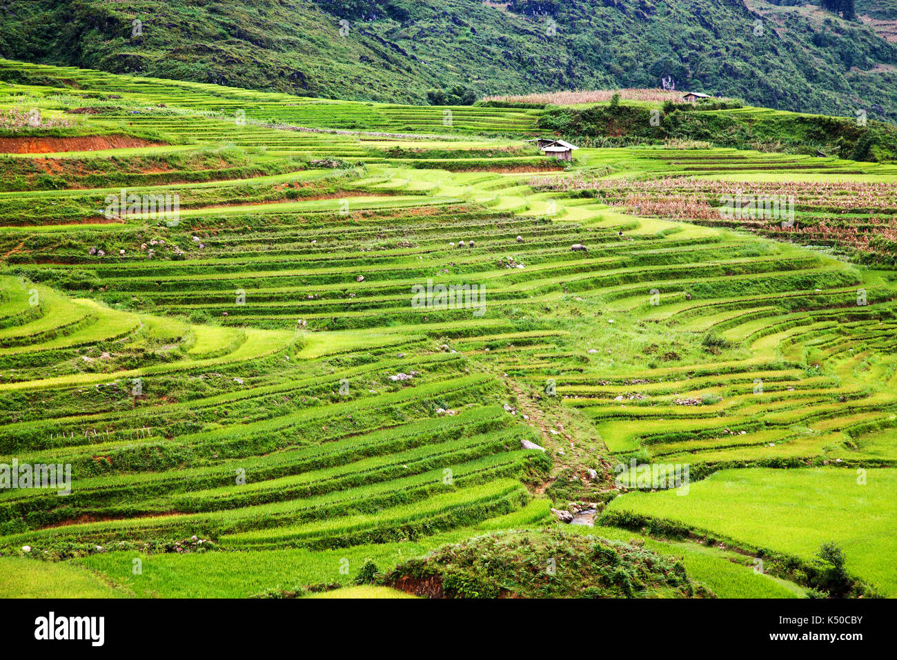 terraced green rice fields around Sa Pa, Vietnam Stock Photo - Alamy
