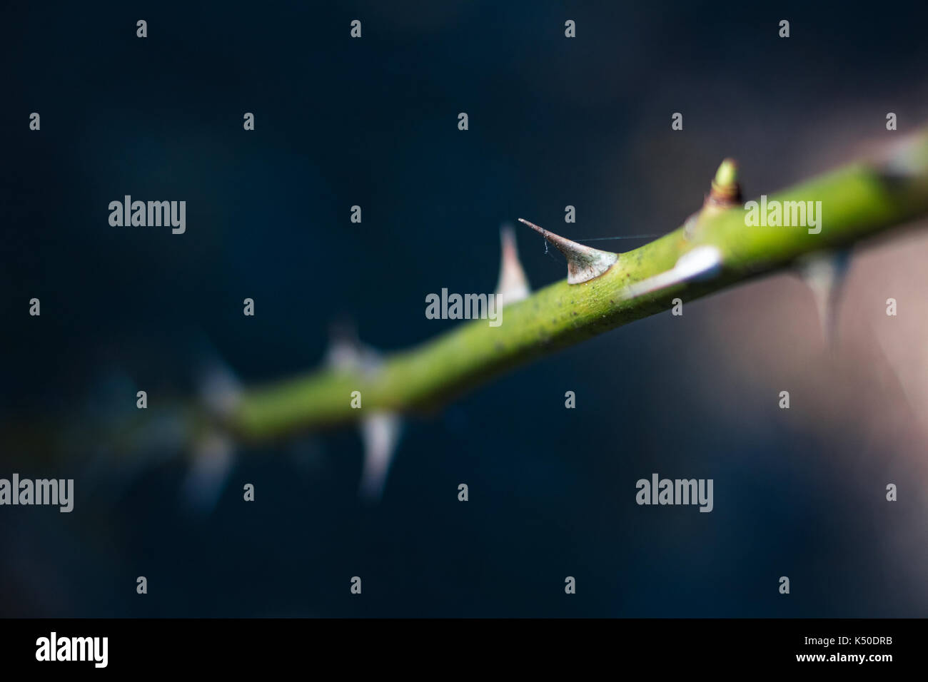 Rose plant thorns hires stock photography and images Alamy