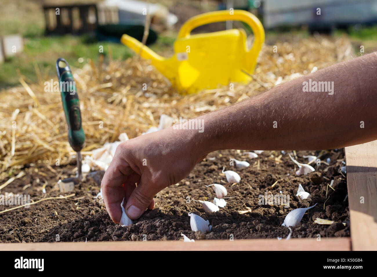 Close up of hand planting garlic bulbs in garden. Stock Photo