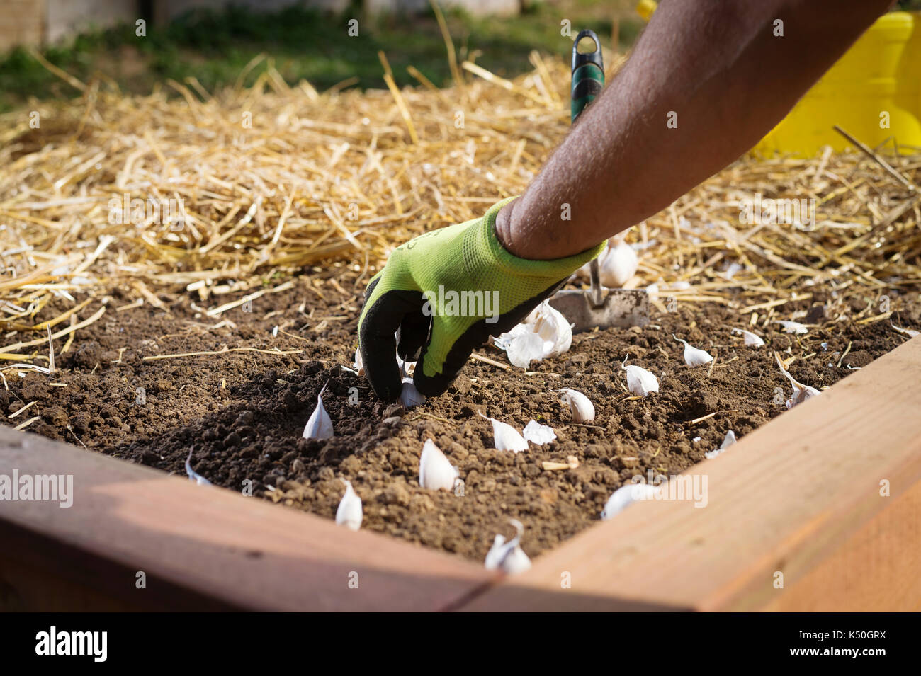 Close up of gloved gardener's hand planting garlic bulbs in wooden gaden raised bed covered in straw mulch. Stock Photo