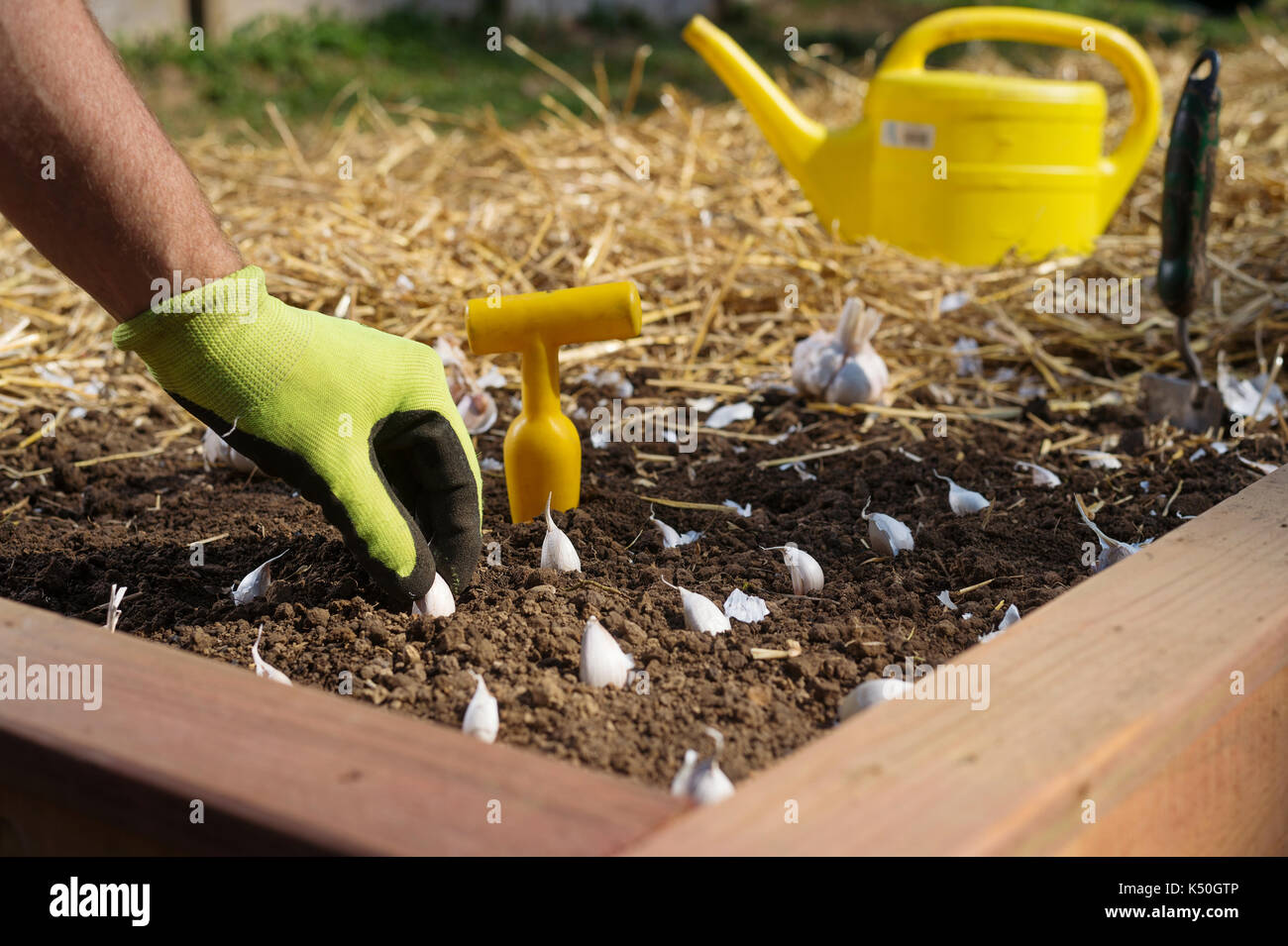 Close up of hand planting garlic bulbs in rows Stock Photo