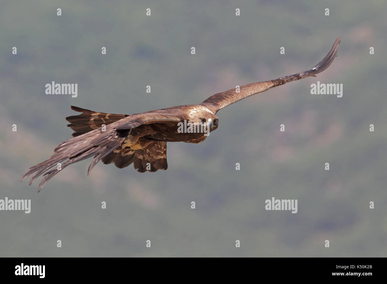 Golden eagle hunting prey among the rocks Stock Photo - Alamy