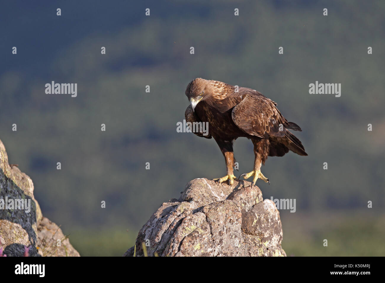 Golden eagle hunting prey among the rocks Stock Photo - Alamy