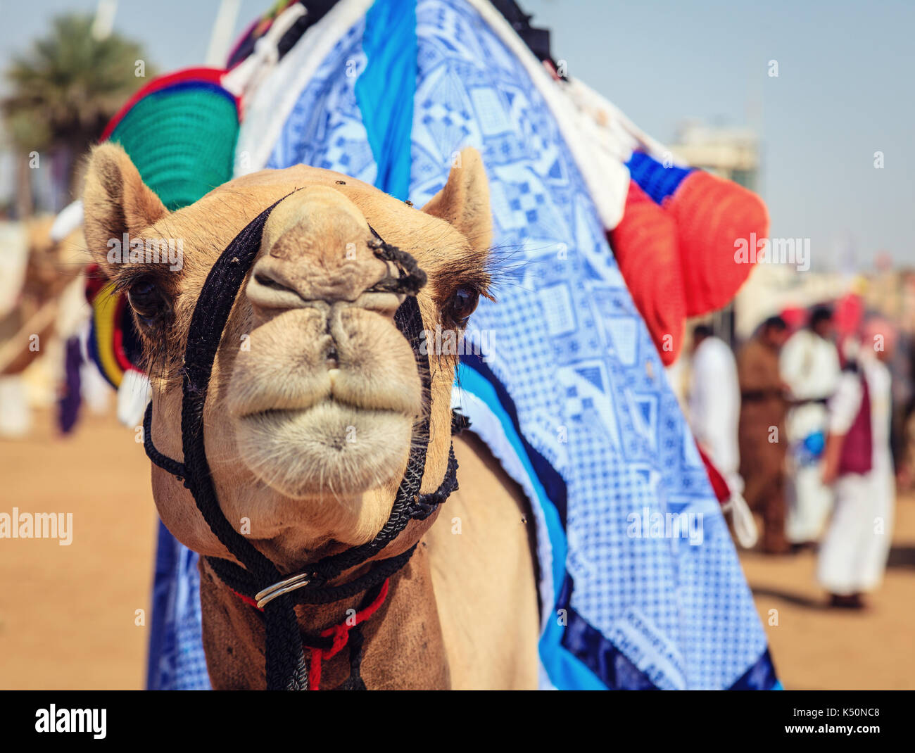 Portrait shot of a camel at Dubai Camel Racing Club, UAE Stock Photo