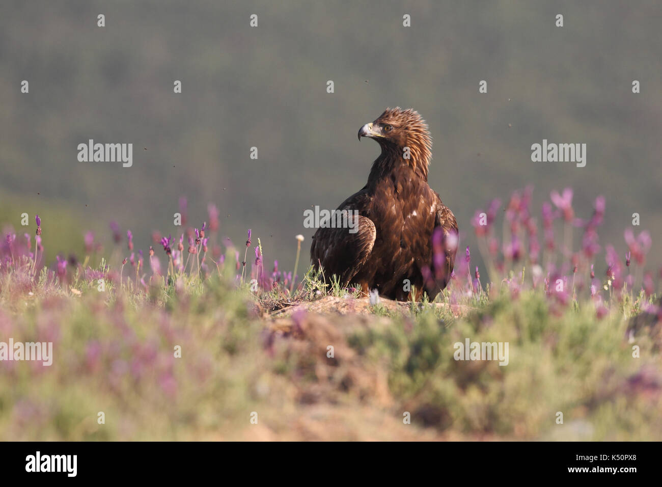 Golden eagle hunting prey among the rocks Stock Photo