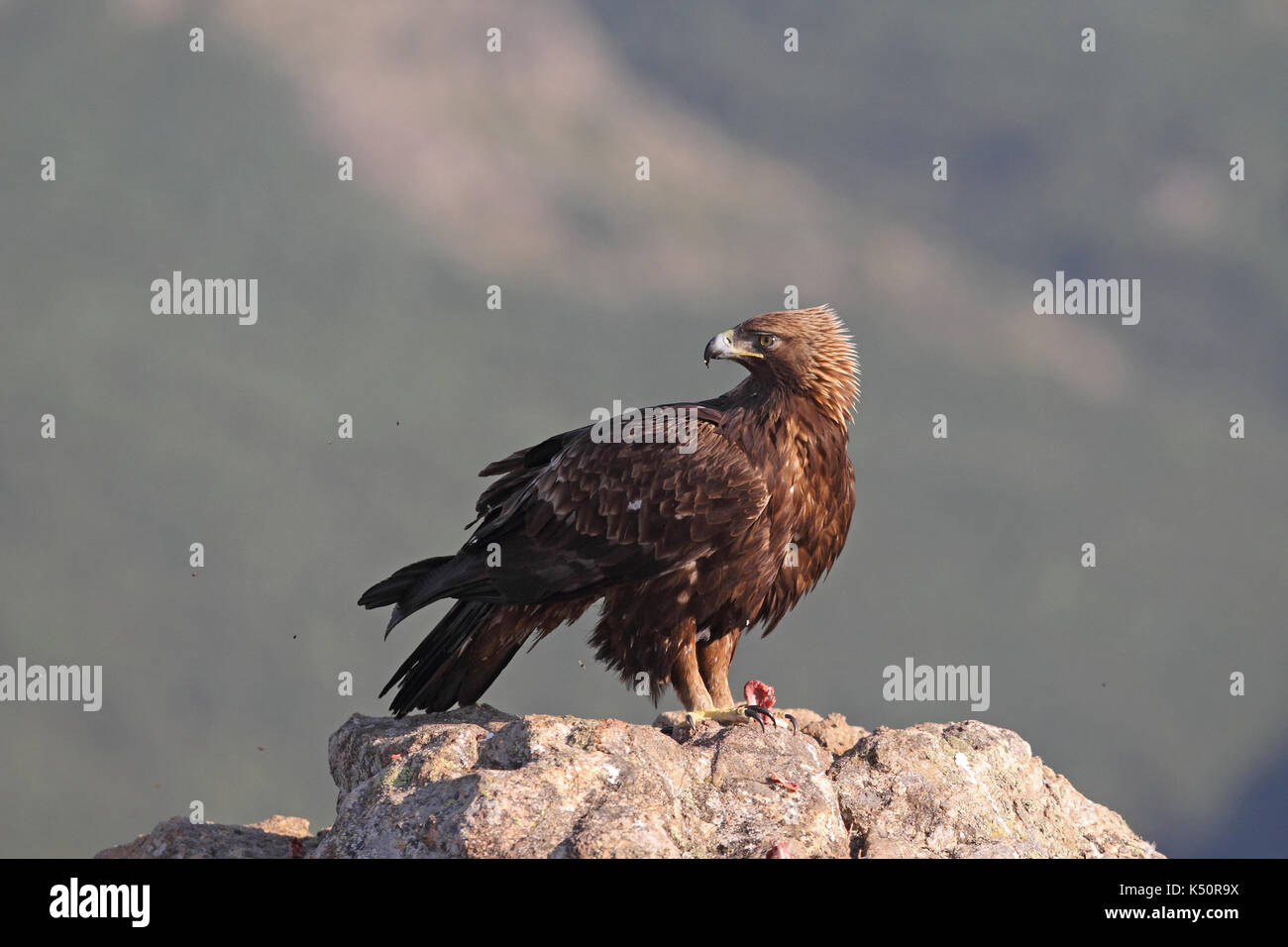 Golden eagle hunting hi-res stock photography and images - Alamy