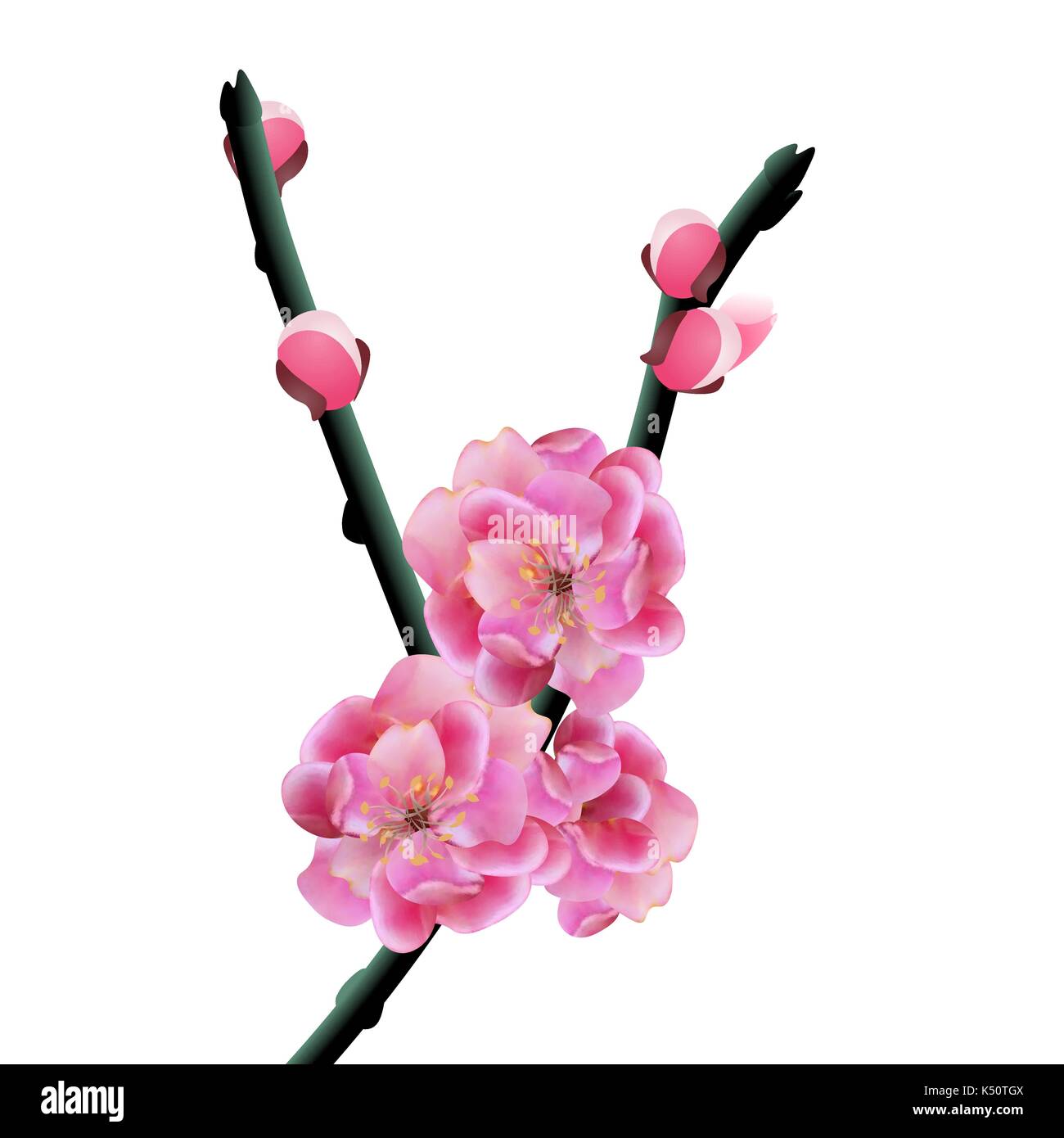 Branch with delicate flowers and cherry buds. Sakura. isolated on white ...
