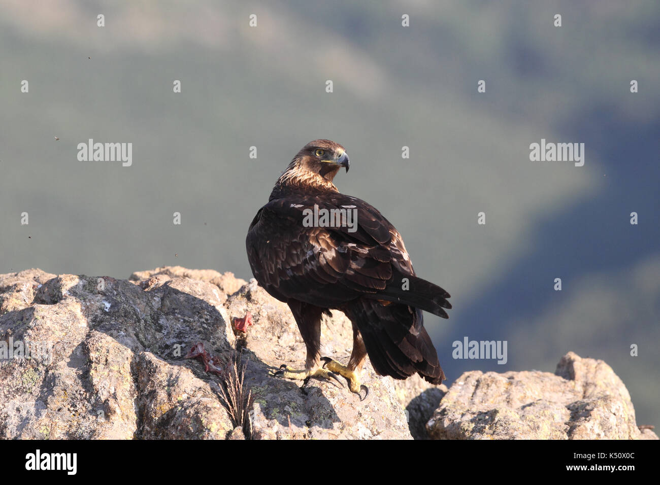 Golden eagle hunting prey among the rocks Stock Photo Alamy