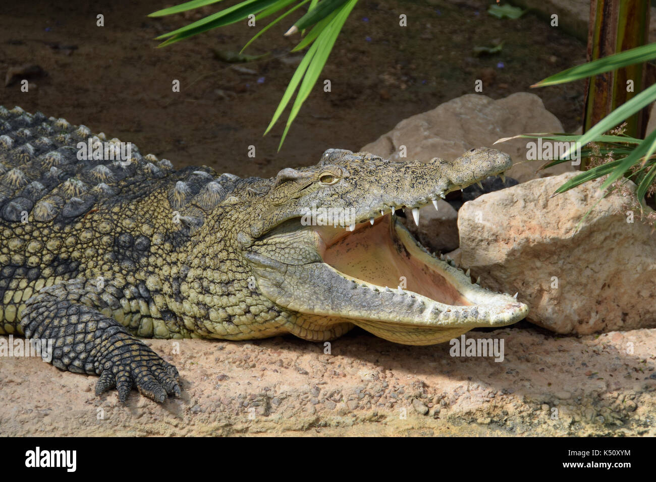 Nile crocodile with open jaws. Wild reptile animal. Stock Photo
