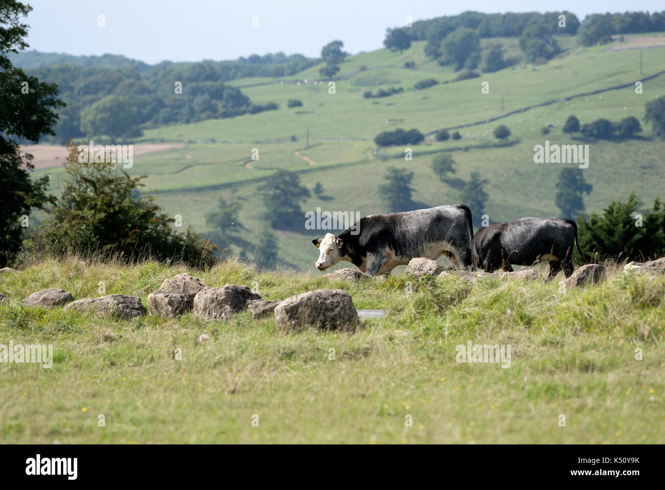 Minchinhampton Common in the southern Cotswolds Gloucestershire England UK. August 2017. Cattle grazing Stock Photo