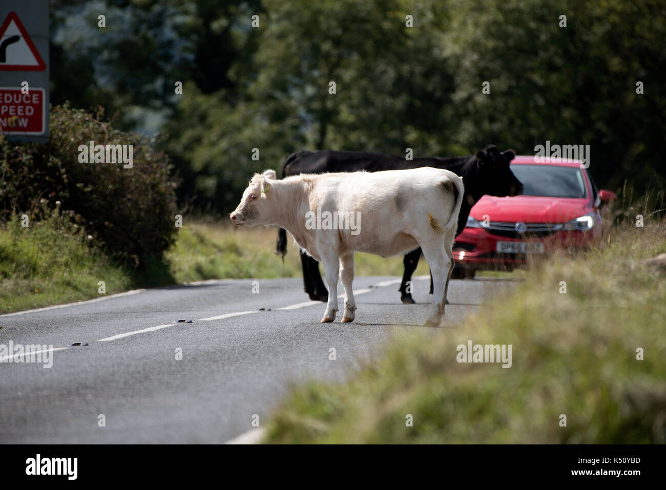 Minchinhampton Common in the southern Cotswolds Gloucestershire England UK. August 2017. Cattle crossing a road Stock Photo